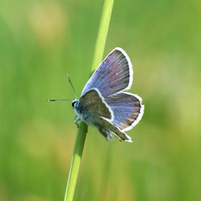Plebejus argus (modrásek černolemý), PR Kamenný vrch