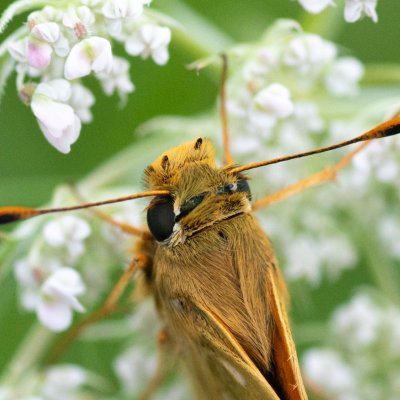 Hesperia comma (soumračník čárkovaný), Ivančice, Na vrších