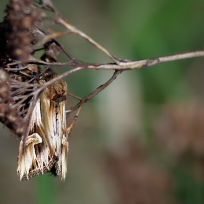 Actinotia polyodon (blýskavka půvabná) Lysá hora u Ochozu