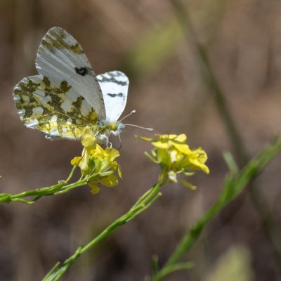 Euchloe ausonia (bělásek grošovaný), GR, Giannades, Korfu