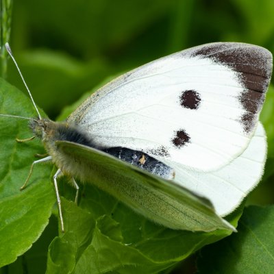 Pieris brassicae (bělásek zelný), PR Bosonožský hájek