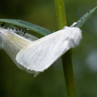 Leucoma salicis (bekyně vrbová), SK, Štôla