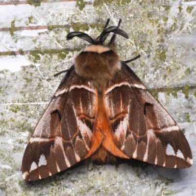 Endromis versicolora (strakáč březový), NPR Radostínské rašeliniště