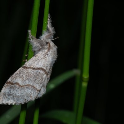 Calliteara pudibunda (štětconoš ořechový), Žebětín