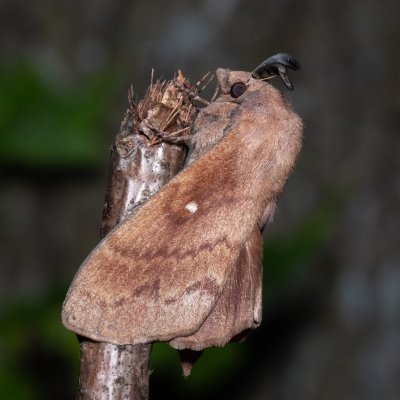 Dendrolimus pini (bourovec borový), Žebětín
