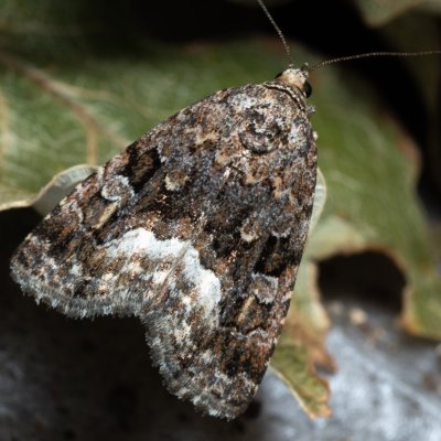 Protodeltote pygarga (světlopáska ostružníková), Žebětín