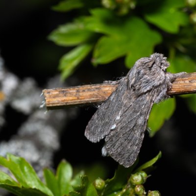 Dicranura ulmi (hřbetozubec jilmový), PP Na cvičišti