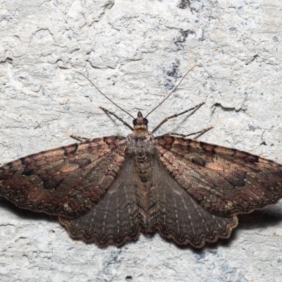 Triphosa dubitata (píďalka jeskynní), HR, Krasno