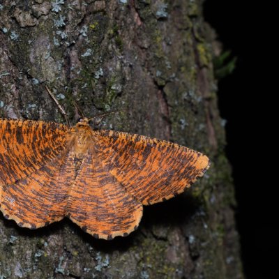 Angerona prunaria (zejkovec trnkový), Žebětín