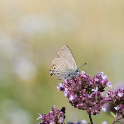 Satyrium spini (ostruháček trnkový), Hády