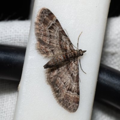 Gymnoscelis rufifasciata (píďalička zarudlá), Kývalka