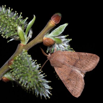 Orthosia cerasi (jarnice lipová), Žebětín