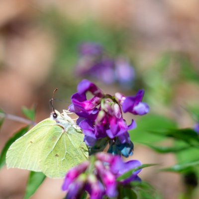Gonepteryx rhamni (žluťásek řešetlákový), NPR Špraněk