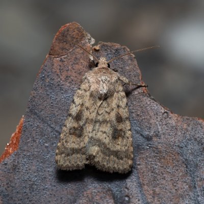 Caradrina morpheus (blýskavka kopřivová), Hády