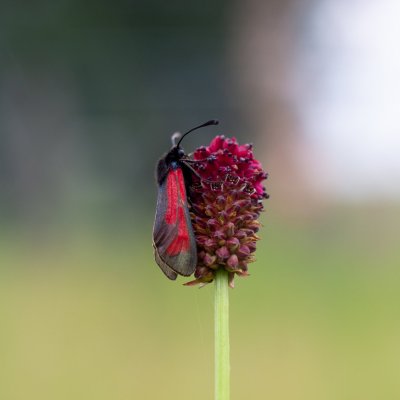 Zygaena purpuralis/minos (vřetenuška mateřídoušková/přehlížená), PR Studnické louky
