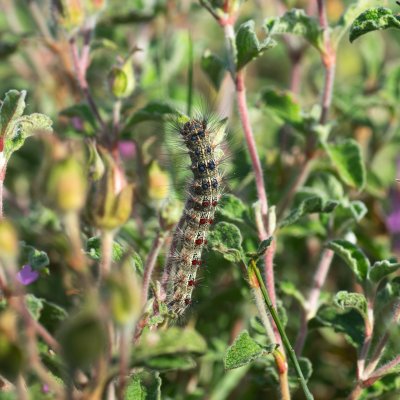 Lymantria dispar (bekyně velkohlavá), GR, Arakli, Korfu