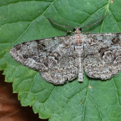 Peribatodes secundaria (různorožec jalovcový), Žebětín
