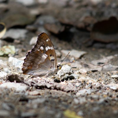 Apatura ilia (batolec červený), Helenčino údolí