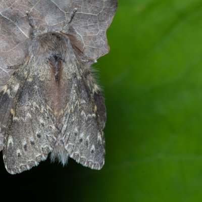Stauropus fagi (hranostajník bukový), Augšperský potok