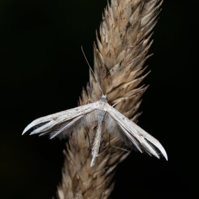 , PP Střelická bažinka