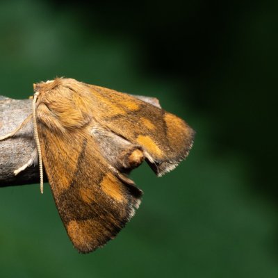 Apoda limacodes (slimákovec dubový), Nebovidy