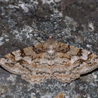 Alcis repandata (různorožec vrbový), IT, San Leonardo, Jižní Tyrolsko