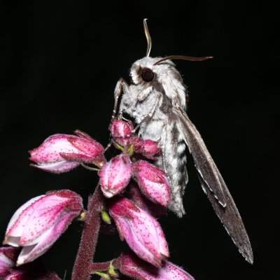 Sphinx pinastri (lišaj borový), PP Střelický les