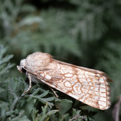 Dicycla oo (blýskavka dvouoká), NPP Pouzdřanská step - Kolby