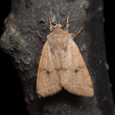 Perigrapha munda (jarnice černoskvrnná), Žebětín