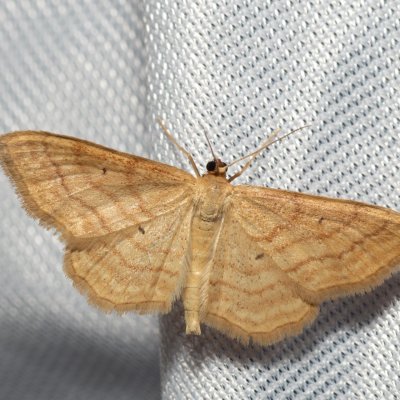 Idaea ochrata (žlutokřídlec okrový), PR Turold