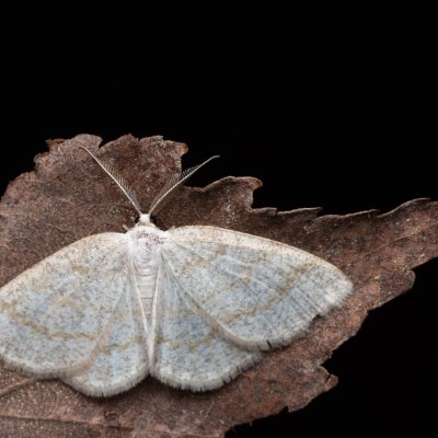 Cabera exanthemata (světlokřídlec osikový), PR Pavlovské mokřady