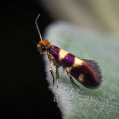 Micropterix myrtetella (-), GR, Sokraki, Korfu