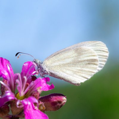 Leptidea juvernica/sinapis (bělásek luční/hrachorový), PR Kamenný vrch