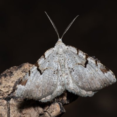 Macaria wauaria (kropenatec rybízový), NPP Jeskyně Pekárna