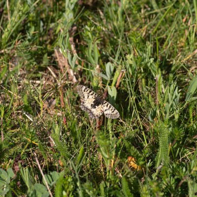 Zerynthia polyxena (pestrokřídlec podražcový), Nové Mlýny - střed