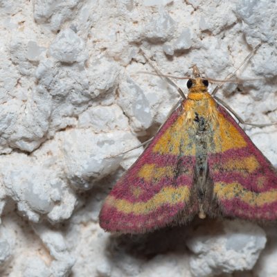 Pyrausta virginalis (-), HR, Jablanac