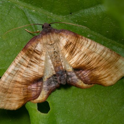 Plagodis dolabraria (kropenatec žíhaný), PR Bosonožský hájek