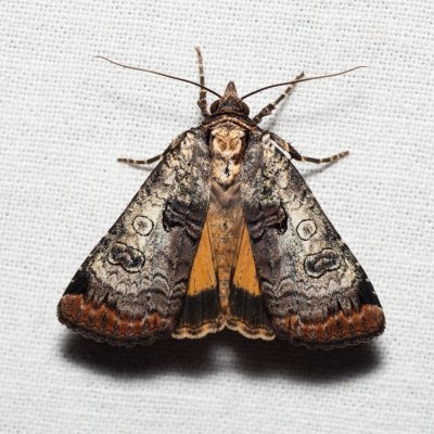 Epilecta linogrisea (osenice žlutošedá), PR Svatý kopeček