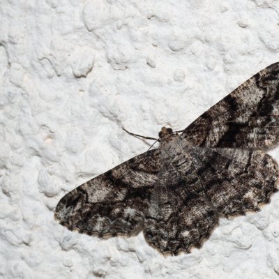 Peribatodes umbraria (různorožec nápadný), HR, Jablanac