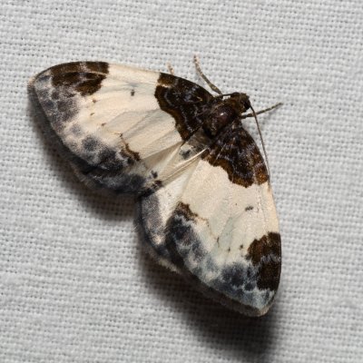 Mesoleuca albicillata (píďalka maliníková), Říčky