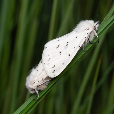 Spilosoma lubricipeda (přástevník mátový), PP Prameniště Pohořského potoka