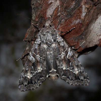 Eurois occulta (osenice velká), NPR Radostínské rašeliniště