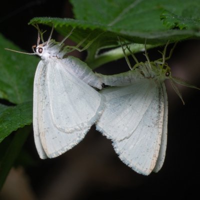 Cabera pusaria (světlokřídlec obecný), NS Bučín