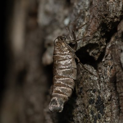 Alsophila aescularia (hedvábnice jarní), Žebětín