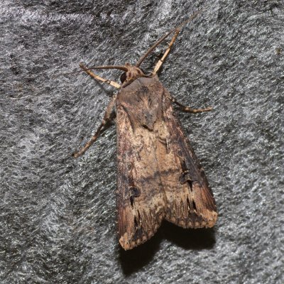 Agrotis ipsilon (osenice ypsilonová), Hornek