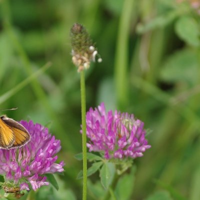 Thymelicus lineola (soumračník čárečkovaný), NS Motýlí ráj