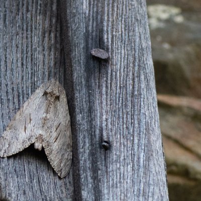 Agrius convolvuli (lišaj svlačcový), IT, Trens - Pruno, Jižní Tyrolsko