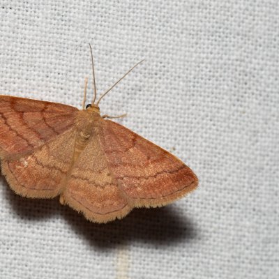 Scopula rubiginata (vlnopásník hnědonachový), Kývalka