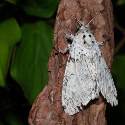 Cerura erminea (hranostajník bílý), Hády