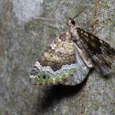 Colostygia olivata (píďalka olivová), Augšperský potok